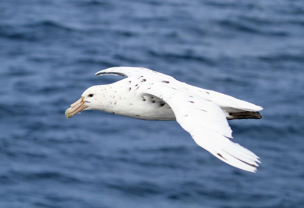 The White Morph - Heritage Collection Kaikoura Eksteriør billede